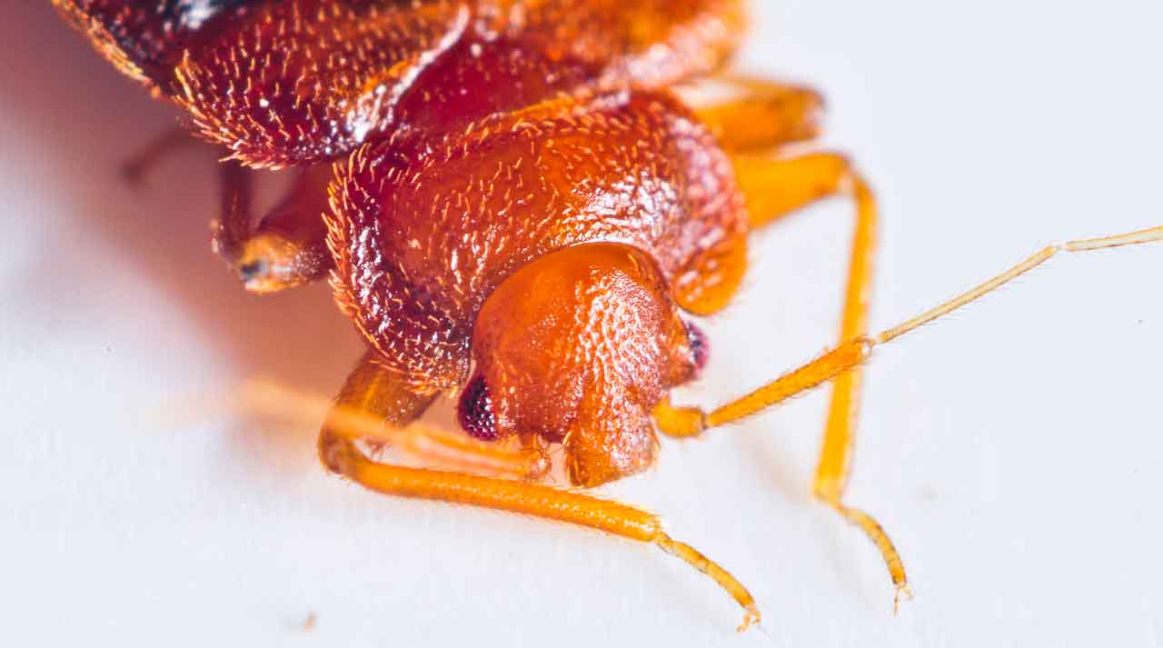 How to Get Rid of Bed Bugs | YourCareEverywhere