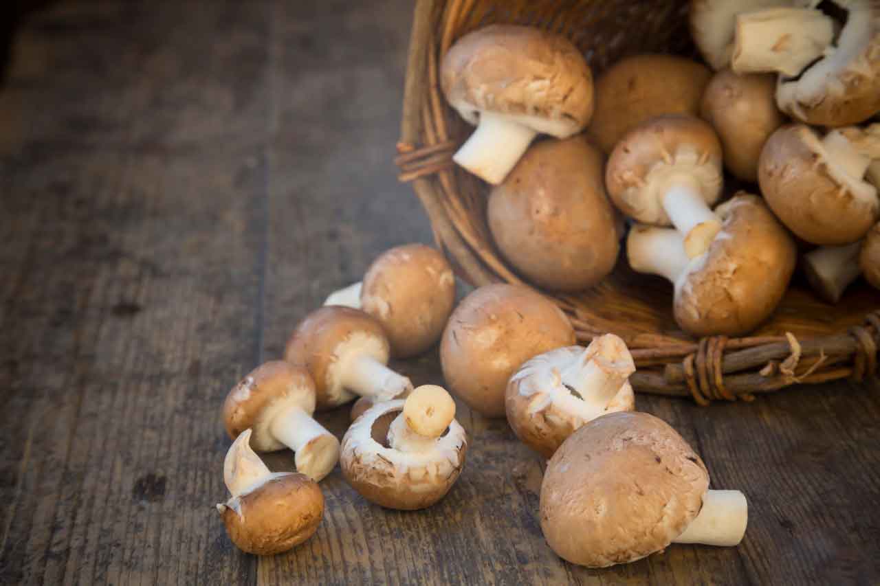 How to grow your own mushrooms yourcareeverywhere
