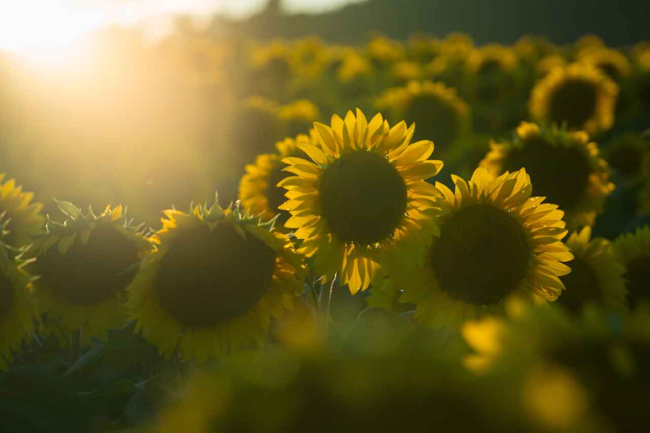 Are Sunflower Seeds Good for You? YourCareEverywhere