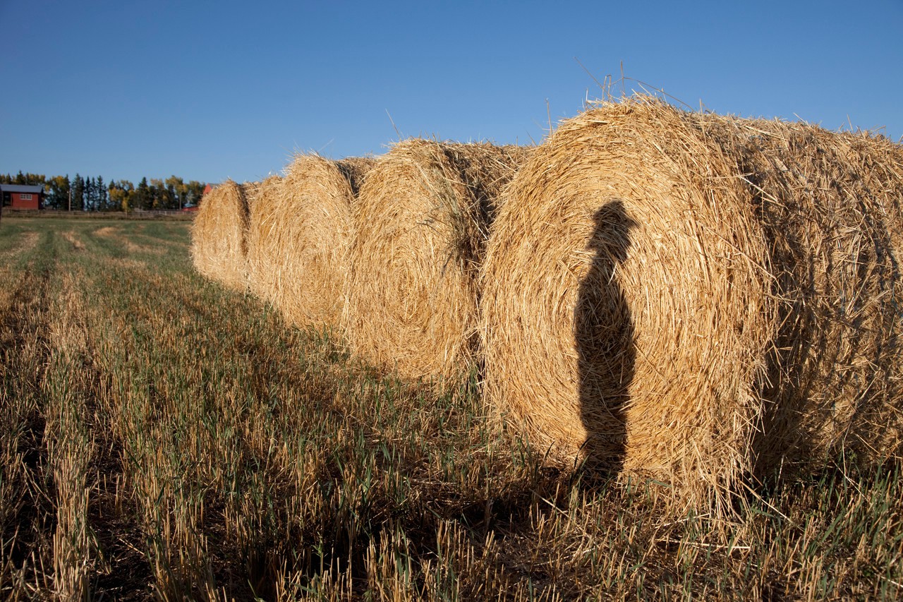 Farmer's shadow on haystack --- Image by © Monalyn Gracia/Corbis